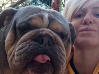 ORİJİNAL IRK ENGLİSH BULLDOG BEBEKLERİM