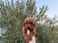 Dişi Toy Poodle