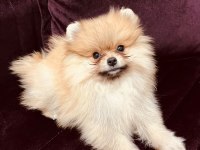 Irk Ve Kg Garantili Pomeranian Boo Yavrumuz
