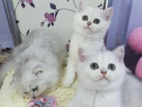 Silver chinchilla rengi safkan son kalan yavrumuz