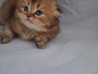 Çikolata golden british longhair yavrularımız
