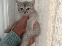 British shorthair bebekler