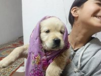 Baby Face Golden Retriever Dişi Yavru