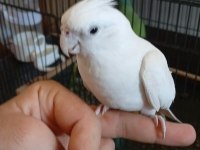 Evcil Albino Sultan Papağanı