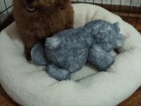 Toy Poodle orjinal İstanbul