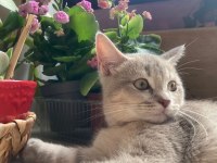 british shorthair Yavrumuz yeni yuvasını bekliyor