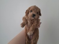 Ailemizde Büyüyen Maltipoo Bebeklerim