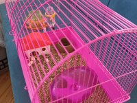 Yavru hamster kafesiyle ve yemiyle