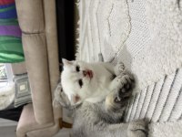 ERKEK BEYAZ KEDİMİZ