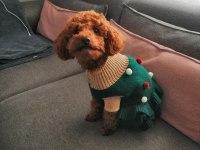 Poodle kızıma eş arıyorum