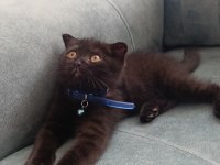 Scottish fold yavrusu