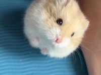 Gonzales Evcil Hamster