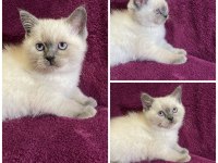 British shorthair kedide Zirve