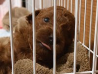 Toy Poodle Cinsi Yavrumuz