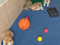Japon Akita inu yavrular