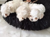 Maltese Terrier Yavrularımız Canlı Görerek Alabilirsiniz