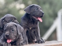 Muhteşem Cane Corso Köpeklerimiz