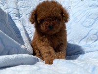 TEACUP TOY POODLE