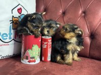Petmode köpek çiftliğinden tea cup yorkshire terrier