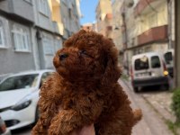Kore poodle red brown