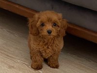 Toy poodle yavruları