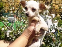 SEVİMLİ IRK ŞİVAVA KÖPEĞİ