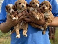 Maltipoo Bebeklerim