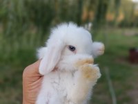 Safkan hollanda lop tavşanı yavruları
