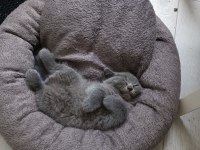 British shorthair 2 dişi ve 1 erkek yavru