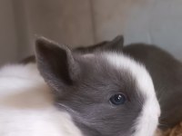 Pofuduk Lop Tavşanı Bebekler