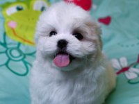 KOREA MALTESE YAVRULARIMIZ
