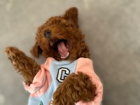 ERKEK YAVRU POODLE