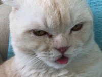 Susam tanesi scottish fold erkek
