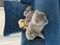 Güzel yüzlü scottish fold