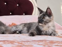 Safkan Şecereli Dişi Maine Coon