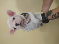 Lekesiz Beyaz French Bulldog