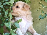 Maltipoo bebekler