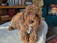 Safkan toy poodle yavrumuz