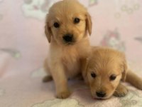 Türünün tek örneği baby Golden Retriever Orjinal