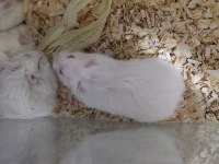 Sahibinden hamsterler