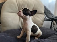 SAFKAN ERKEK FRENCH BULLDOG