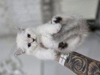 Panda kafalar
