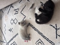 Scottish Fold Yavrularımız Yeni Yuva Arıyor!