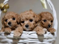 Tüy Dökmeyen Yavru Maltipoo Köpekler