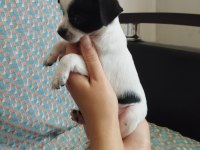 50 günlük elma kafa chihuahua