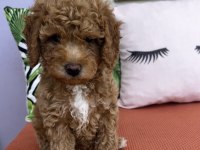 Dişi Red Poodle yavrumuz
