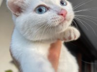 Beyaz mavi gözlü scottish fold kedimi sahiplendiriyorum