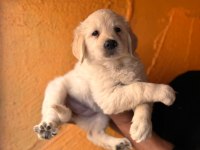 Mükemmel kalitede golden retriever bebekler için acele edin