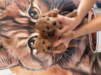 A kalite mini boy Maltipoo