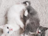 Oyuncu british shorthair kardeşler